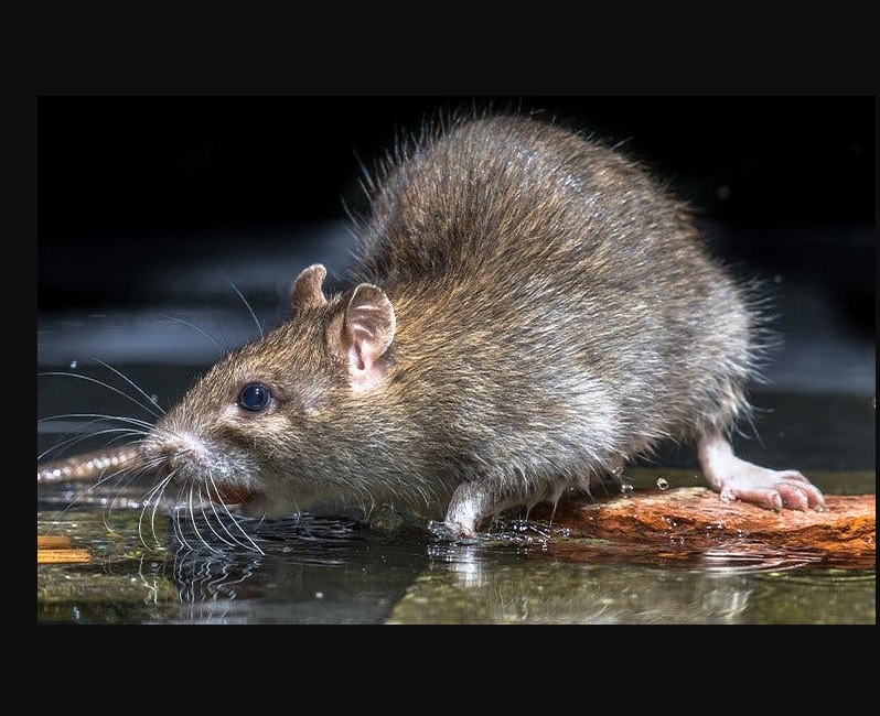 Local Choice Pest & Landscape Nutrition project